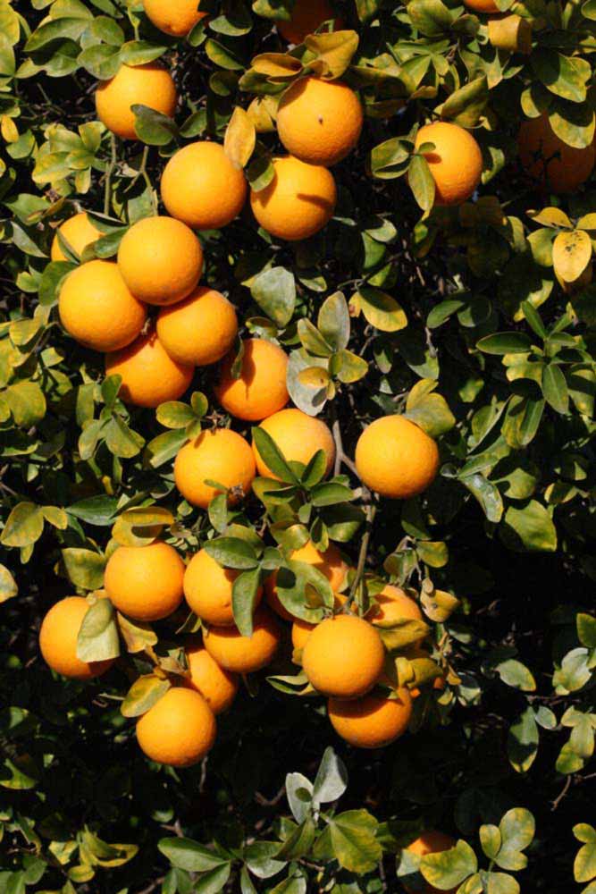              Fruit (Riverside, CA)       